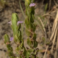 Hygrophila difformis (L.f.) Blume